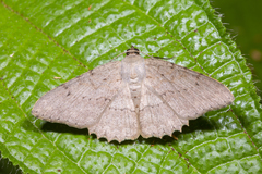 Luxiaria acutaria