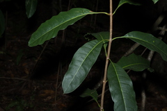 Chionanthus ramiflorus, photograph (c) Greg Tasney, some rights reserved (CC BY-SA)