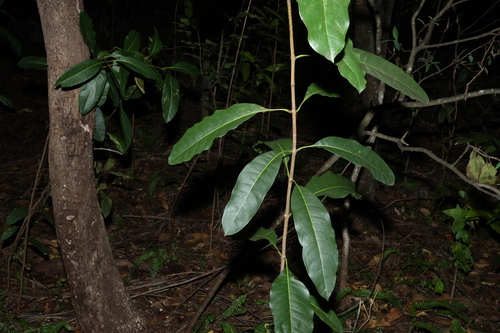 Chionanthus ramiflorus, photograph 3