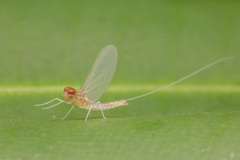 Cloeon bengalense