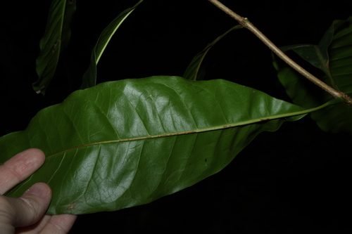 Chionanthus ramiflorus, photograph 4