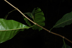 Chionanthus ramiflorus, photograph (c) Greg Tasney, some rights reserved (CC BY-SA)