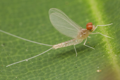 Cloeon bengalense