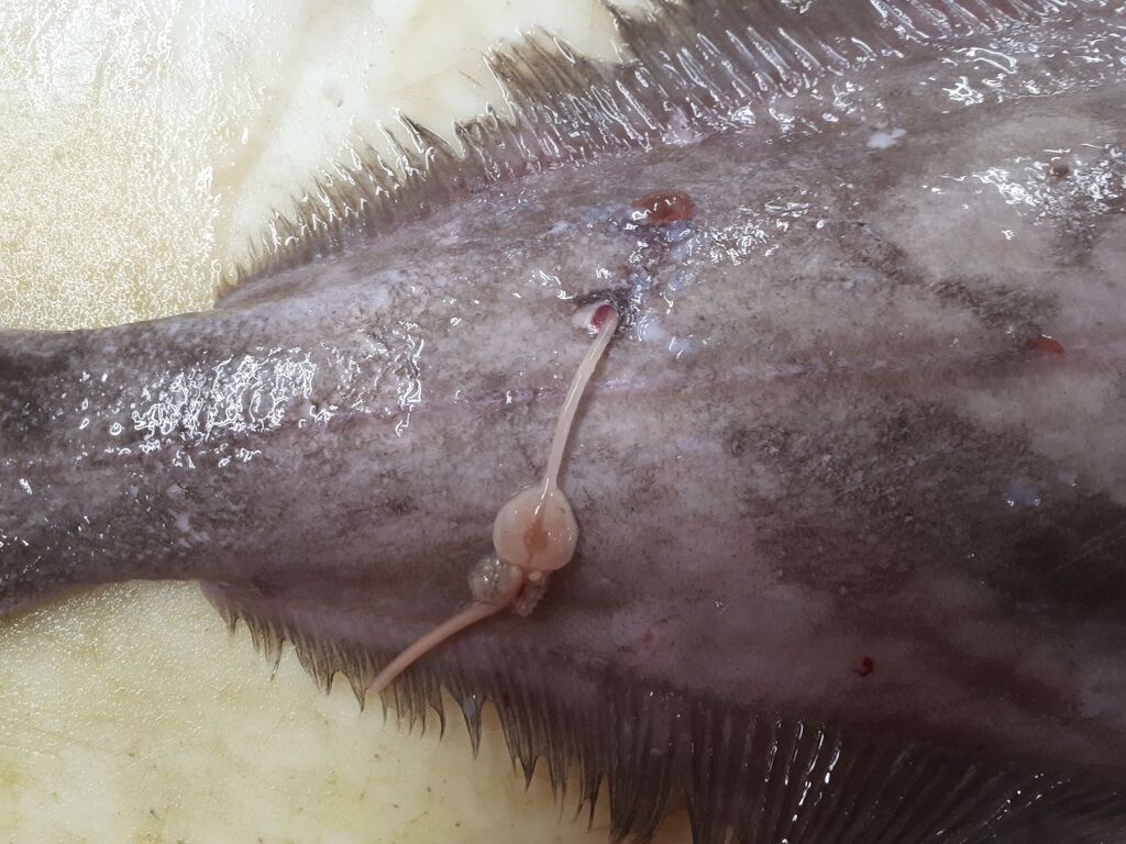 Sphyrion lumpi