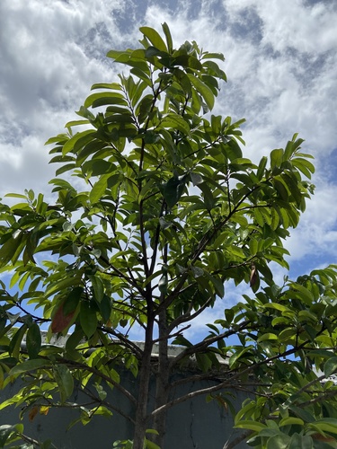 Soursop