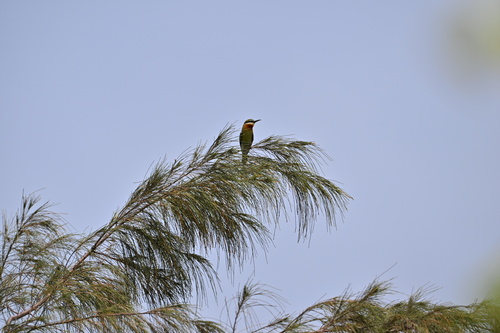 Blue-tailed Bee-eater