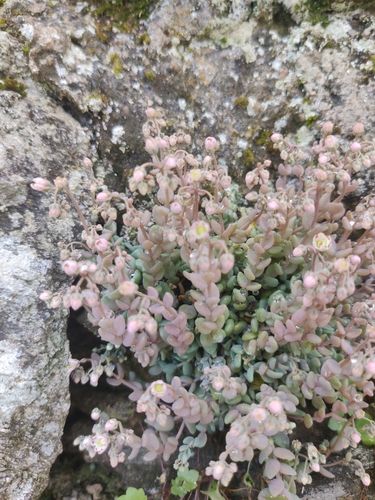 thick-leaved stonecrop