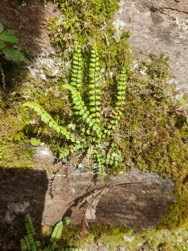maidenhair spleenwort