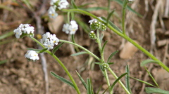 Plagiobothrys canescens