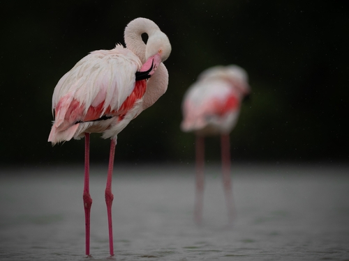 iNaturalist image