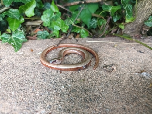 Common Slowworm