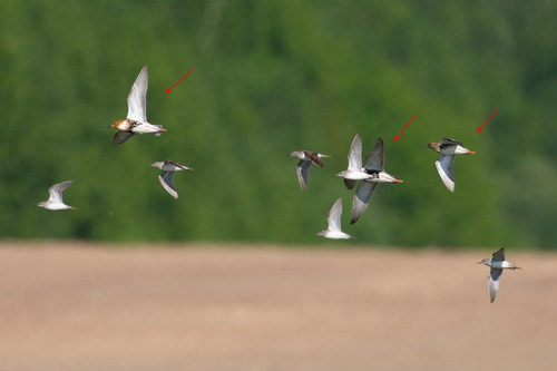iNaturalist image