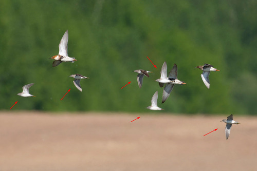 iNaturalist image