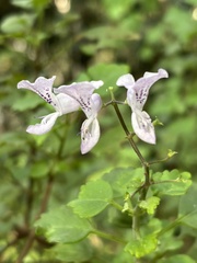 Plectranthus saccatus, photograph (c) Caroline Voget, some rights reserved (CC BY)