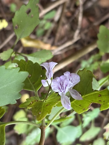 Plectranthus saccatus