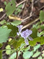 Plectranthus saccatus