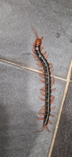 Chinese Red-headed Centipede