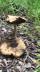 Agaricales