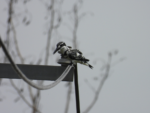 iNaturalist image
