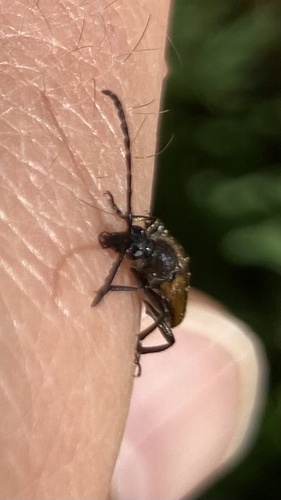 Paracorymbia maculicornis