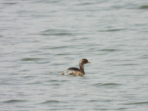 iNaturalist image