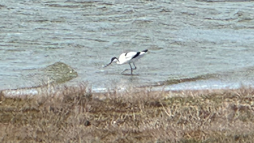 iNaturalist image