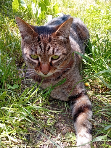 Domestic Cat