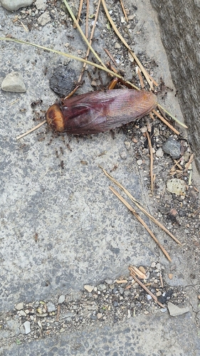 American Cockroach