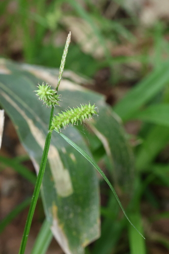 Carex aphanolepis iNat (2)