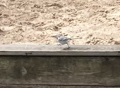 White Wagtail