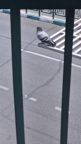 Feral Pigeon