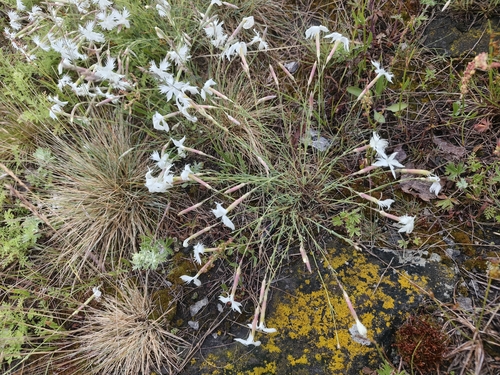 Dianthus acicularis, photograph 4