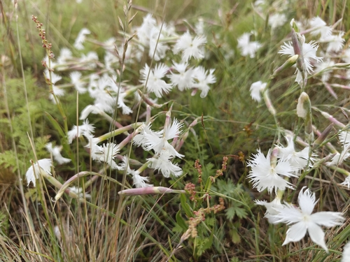 Dianthus acicularis, photograph 5