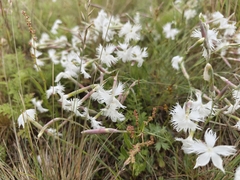 Dianthus acicularis, photograph (c) Евгений Маринкин, some rights reserved (CC BY)