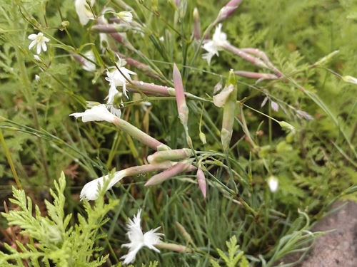 Dianthus acicularis, photograph 6
