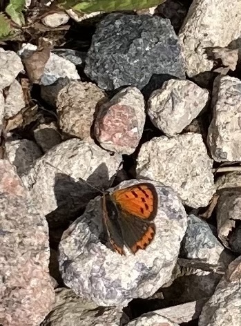 Small Copper