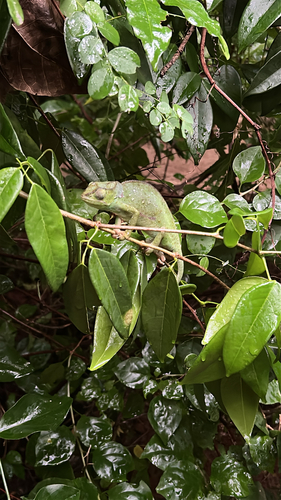 Chamaeleo dilepis
