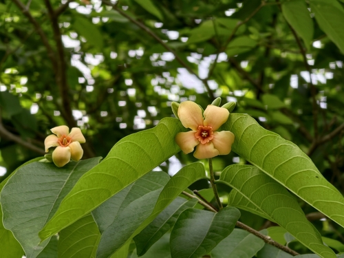 Wild Water Plum (Wrightia arborea)