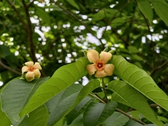 Wild Water Plum (Wrightia arborea)