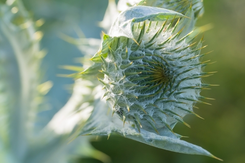 cotton thistle