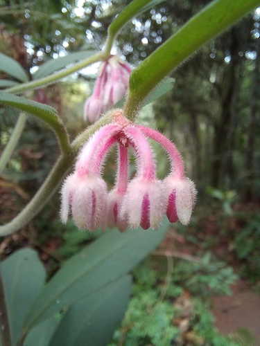 Ardisia villosa observed 2026-06-05