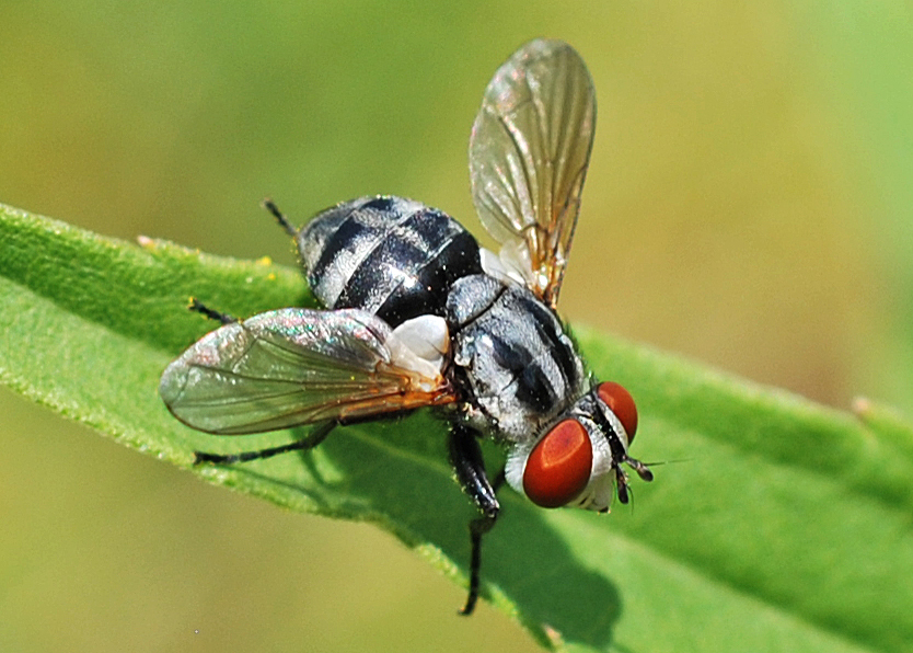 Gymnoclytia occidua