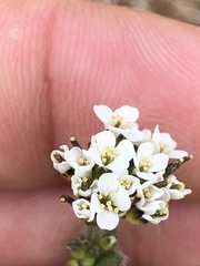 Arabis ciliata