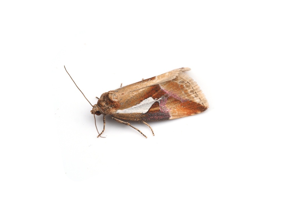 Micardia argentata