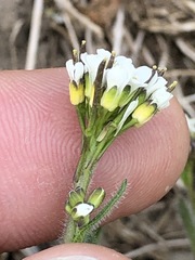 Arabis ciliata