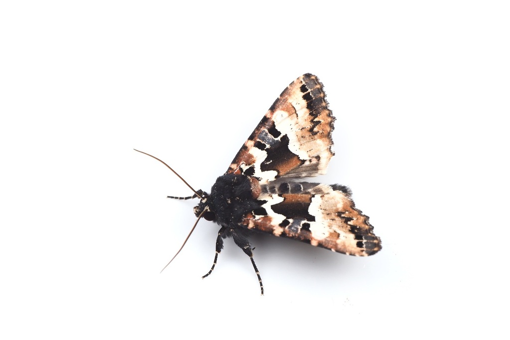 Phlogophora illustrata