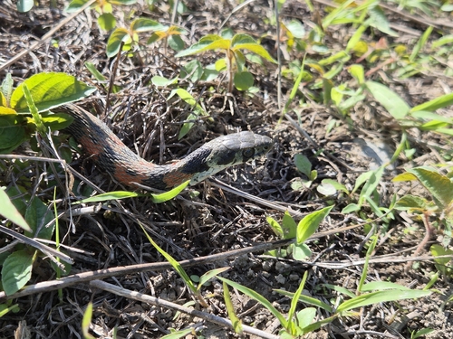 Chinese Tiger Keelback