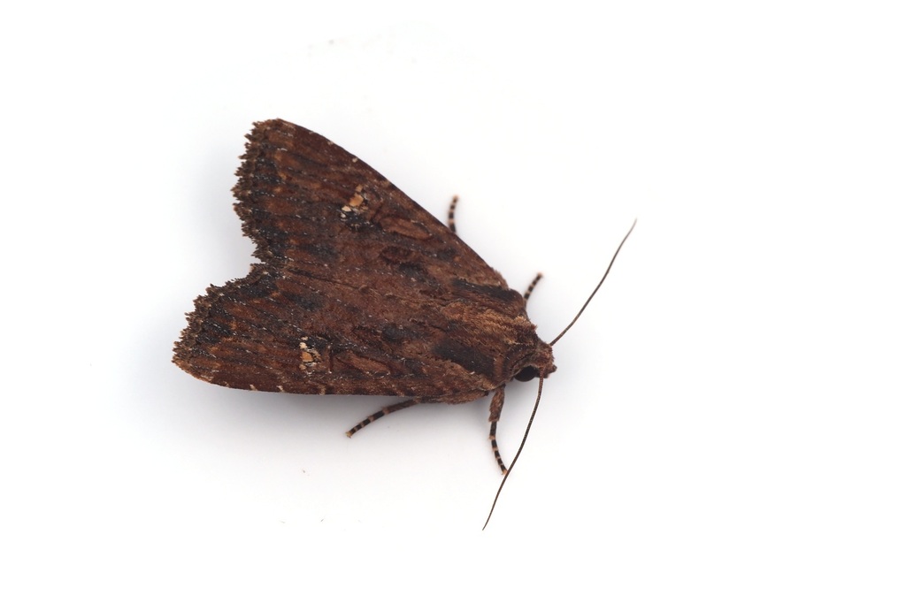 Apamea aquila