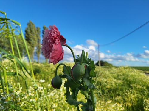 opium poppy