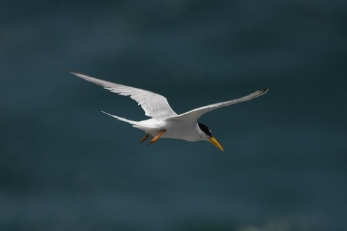 iNaturalist: (c) guoguoyo, some rights reserved (CC BY-NC), uploaded by guoguoyo iNaturalist image